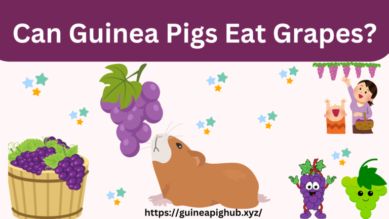 Can Guinea Pigs Eat Grapes?