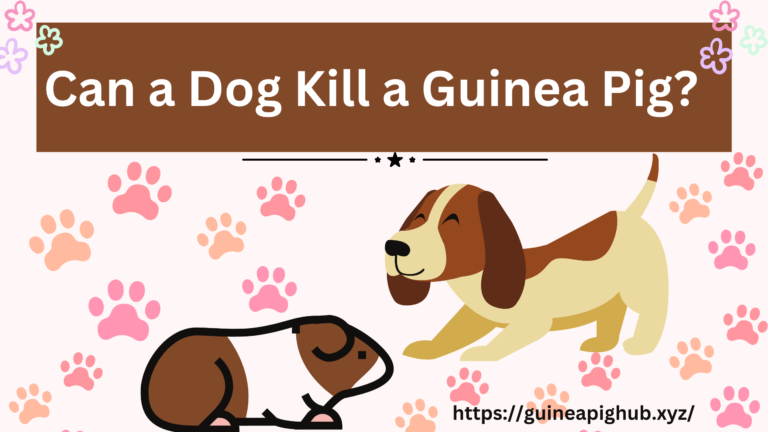 Can a Dog Kill a Guinea Pig